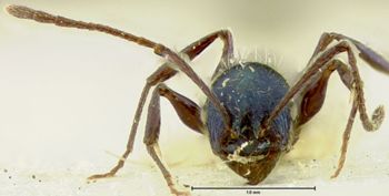 Media type: image; Entomology 16563   Aspect: head frontal view
